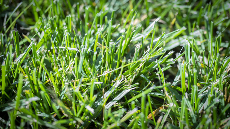 Gazon naturel Besançon