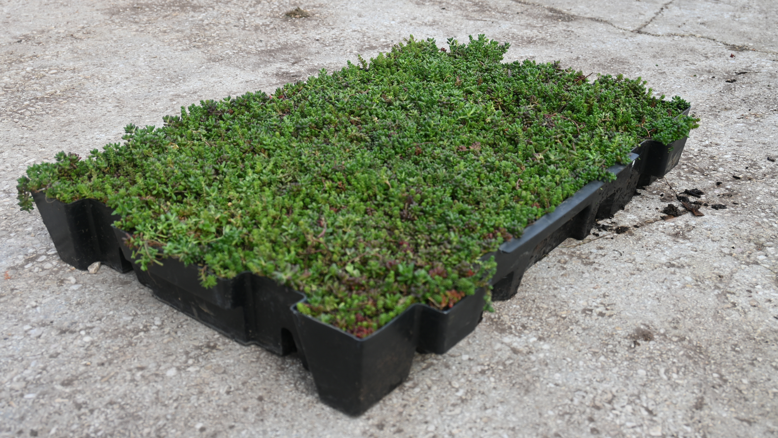 toiture-vegetale-besancon