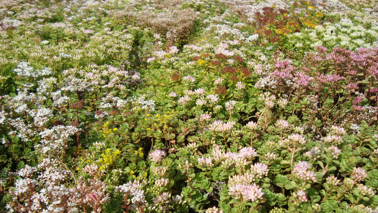 toiture-vegetale-ruffey-les-echirey