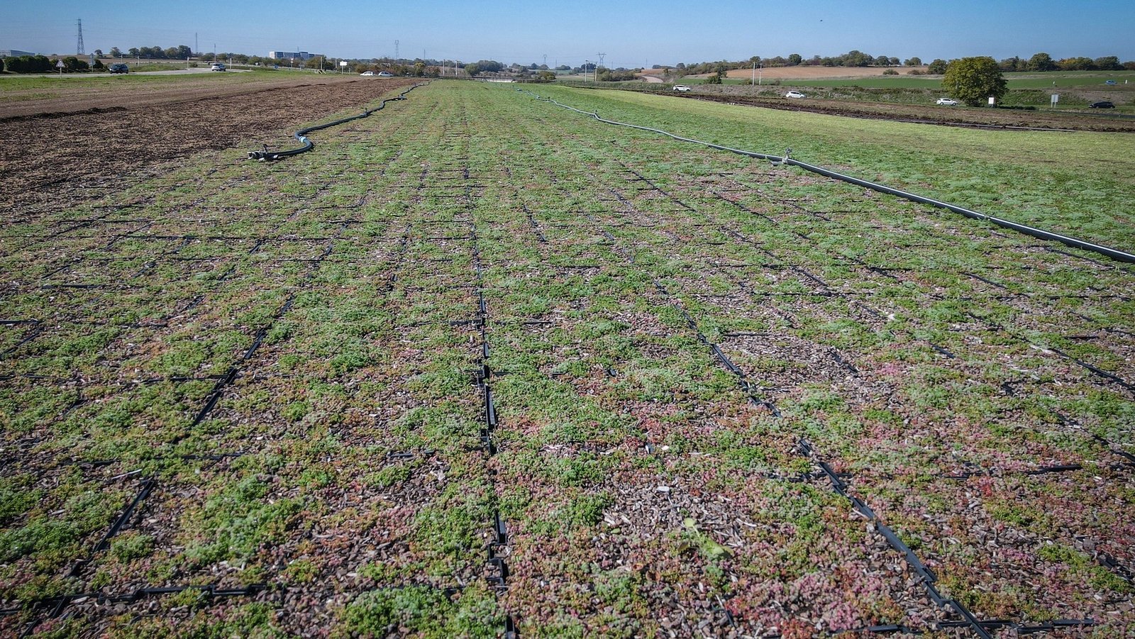 toiture-vegetale-ruffey-les-echirey